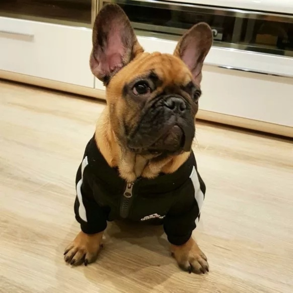 Adidog Black Jacket - Picture 4 of 8